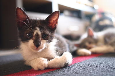 Zorro - Domestic Medium Hair + Persian Cat