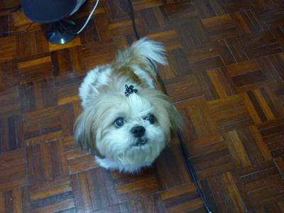 Fei Bee - Shih Tzu Dog