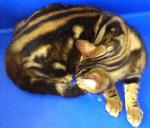 Bengal Cat - Bengal Cat