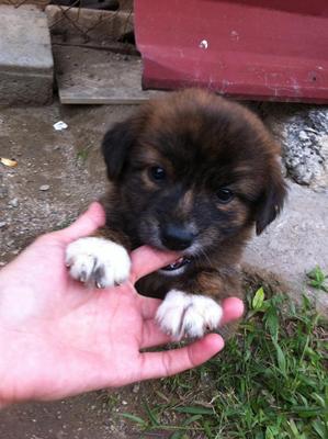 2012 Jan- Serdang Puppies - Mixed Breed Dog