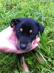 Male pup2- black n brown