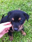 Male pup3- black n brown too