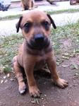 Male pup4- brown