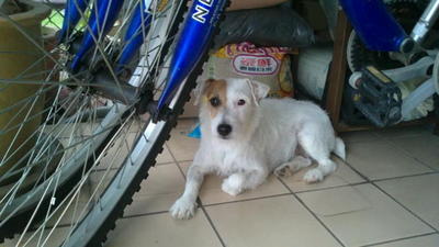 Yoko - Jack Russell Terrier Dog