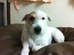 Yoko - Jack Russell Terrier Dog