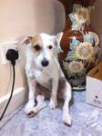 Yoko - Jack Russell Terrier Dog