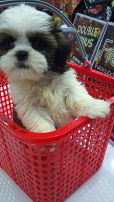 Shih Tzu - Shih Tzu Dog