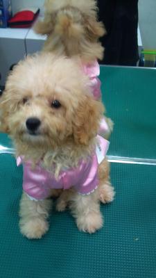 Miniature Poodle - Poodle Dog