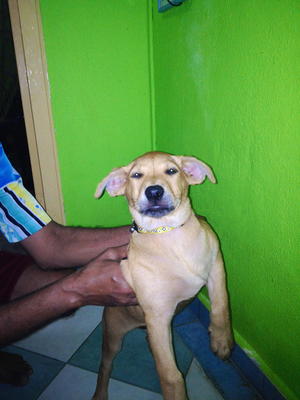 Twila (Puppy From Klang) - Mixed Breed Dog