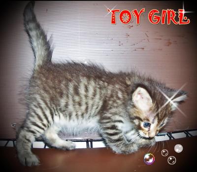 Toy Girl (Sold) - Bengal + Persian Cat