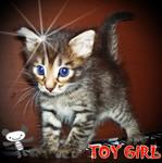 Toy Girl (Sold) - Bengal + Persian Cat