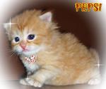 Pepsi - Persian Cat