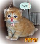 Pepsi - Persian Cat