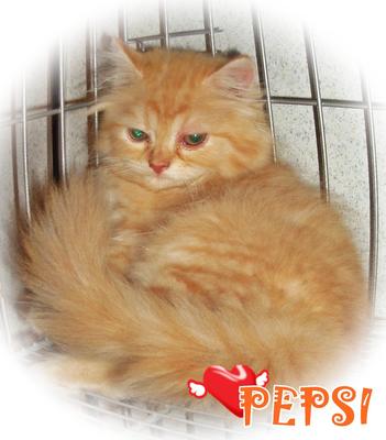 Pepsi - Persian Cat