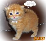 Sarsi - Persian Cat