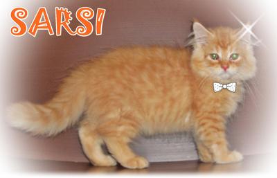 Sarsi - Persian Cat