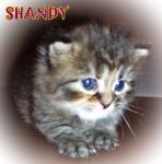 Shandy - Persian Cat