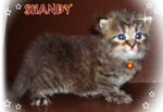 Shandy - Persian Cat