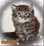 Shandy - Persian Cat