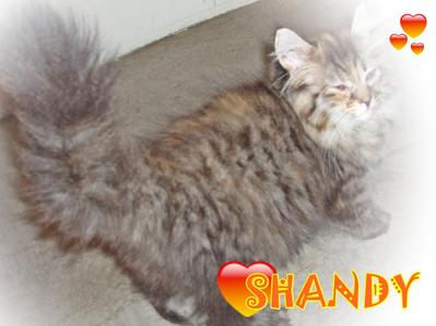 Shandy - Persian Cat