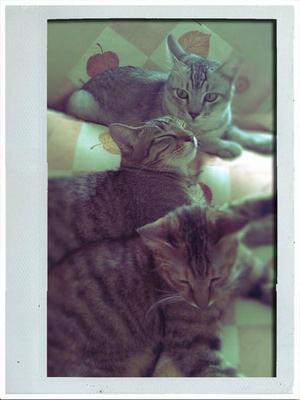 Husky, Tiger &amp; Marie - Domestic Short Hair Cat