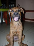 Gomer - Mixed Breed Dog