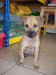 Giselle - Mixed Breed Dog