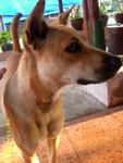 Baby The Cherating Dog - Mixed Breed Dog