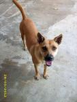 Baby The Cherating Dog - Mixed Breed Dog