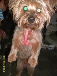 August - Silky Terrier Dog