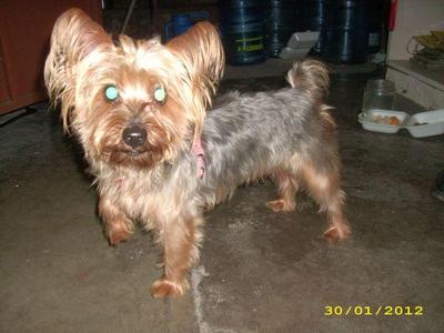 August - Silky Terrier Dog