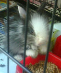 Unknown - Angora Rabbit Rabbit