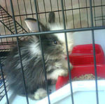 Unknown - Angora Rabbit Rabbit