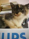 Baby Adudu - Domestic Medium Hair Cat