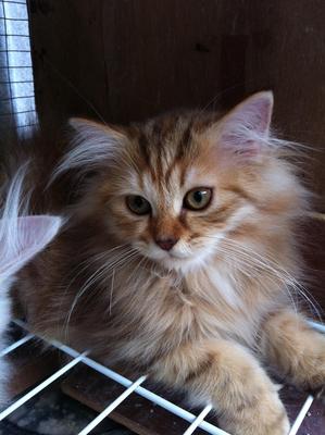 Sold To Mr. Amir From Penang - Persian Cat