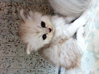 Sold To Mr. Faiz From Bm - Persian Cat