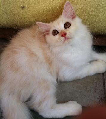 Sold To Mr. Kamal From Rawang - Persian Cat