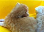 Sold To Ms. Ainni From Tapah - Persian Cat