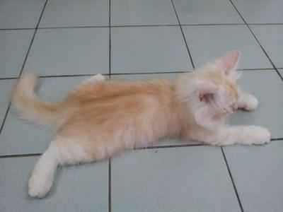 Sold To Mr. Kamarul From Kl - Persian Cat