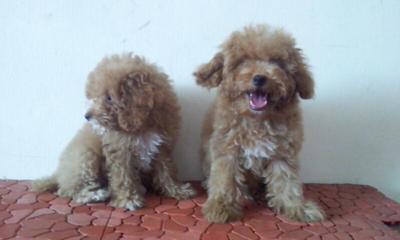 Home Breed Toy Poodle Puppies - Poodle Dog