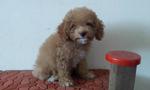 Home Breed Toy Poodle Puppies - Poodle Dog