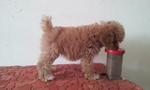 Home Breed Toy Poodle Puppies - Poodle Dog