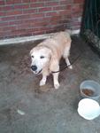 Retriever  - Found Ss14 Subang Jaya - Golden Retriever Dog