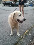 Retriever  - Found Ss14 Subang Jaya - Golden Retriever Dog