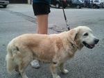 Retriever  - Found Ss14 Subang Jaya - Golden Retriever Dog