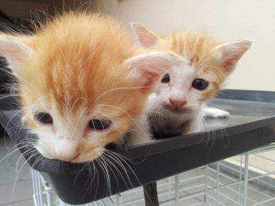 2 Orange Tabby Looking Good Home - Tabby Cat