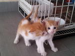 2 Orange Tabby Looking Good Home - Tabby Cat