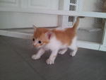 2 Orange Tabby Looking Good Home - Tabby Cat