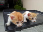 2 Orange Tabby Looking Good Home - Tabby Cat