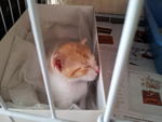 2 Orange Tabby Looking Good Home - Tabby Cat